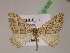  (Xanthorhoe AH02Cl - BC ZSM Lep 07630)  @14 [ ] CreativeCommons - Attribution Non-Commercial Share-Alike (2010) Unspecified SNSB, Zoologische Staatssammlung Muenchen