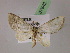  ( - BC ZSM Lep 07642)  @13 [ ] CreativeCommons - Attribution Non-Commercial Share-Alike (2010) Unspecified SNSB, Zoologische Staatssammlung Muenchen