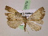  (Nebula cynthia - BC ZSM Lep 07679)  @14 [ ] CreativeCommons - Attribution Non-Commercial Share-Alike (2010) Unspecified SNSB, Zoologische Staatssammlung Muenchen