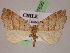  ( - BC ZSM Lep 07696)  @11 [ ] CreativeCommons - Attribution Non-Commercial Share-Alike (2010) Unspecified SNSB, Zoologische Staatssammlung Muenchen