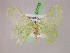  ( - BC ZSM Lep 07703)  @12 [ ] CreativeCommons - Attribution Non-Commercial Share-Alike (2010) Unspecified SNSB, Zoologische Staatssammlung Muenchen