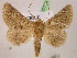  ( - BC ZSM Lep 07714)  @14 [ ] CreativeCommons - Attribution Non-Commercial Share-Alike (2010) Unspecified SNSB, Zoologische Staatssammlung Muenchen