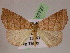  ( - BC ZSM Lep 07727)  @14 [ ] CreativeCommons - Attribution Non-Commercial Share-Alike (2010) Unspecified SNSB, Zoologische Staatssammlung Muenchen