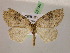  (Isosauris - BC ZSM Lep 07740)  @14 [ ] CreativeCommons - Attribution Non-Commercial Share-Alike (2010) Unspecified SNSB, Zoologische Staatssammlung Muenchen