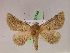  ( - BC ZSM Lep 07748)  @14 [ ] CreativeCommons - Attribution Non-Commercial Share-Alike (2010) Unspecified SNSB, Zoologische Staatssammlung Muenchen