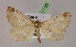  (Macaria alba - BC ZSM Lep 07756)  @14 [ ] CreativeCommons - Attribution Non-Commercial Share-Alike (2010) Unspecified SNSB, Zoologische Staatssammlung Muenchen