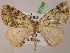  ( - BC ZSM Lep 07766)  @14 [ ] CreativeCommons - Attribution Non-Commercial Share-Alike (2010) Unspecified SNSB, Zoologische Staatssammlung Muenchen