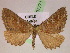  ( - BC ZSM Lep 07771)  @11 [ ] CreativeCommons - Attribution Non-Commercial Share-Alike (2010) Unspecified SNSB, Zoologische Staatssammlung Muenchen