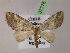  ( - BC ZSM Lep 07776)  @13 [ ] CreativeCommons - Attribution Non-Commercial Share-Alike (2010) Unspecified SNSB, Zoologische Staatssammlung Muenchen