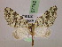 (Danielaparra imbricaria - BC ZSM Lep 07782)  @11 [ ] CreativeCommons - Attribution Non-Commercial Share-Alike (2010) Unspecified SNSB, Zoologische Staatssammlung Muenchen