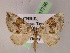  (Apleria - BC ZSM Lep 07786)  @14 [ ] CreativeCommons - Attribution Non-Commercial Share-Alike (2010) Unspecified SNSB, Zoologische Staatssammlung Muenchen
