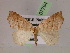  ( - BC ZSM Lep 07794)  @14 [ ] CreativeCommons - Attribution Non-Commercial Share-Alike (2010) Unspecified SNSB, Zoologische Staatssammlung Muenchen