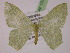  ( - BC ZSM Lep 13157)  @14 [ ] CreativeCommons - Attribution Non-Commercial Share-Alike (2010) Unspecified SNSB, Zoologische Staatssammlung Muenchen
