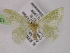  ( - BC ZSM Lep 13163)  @11 [ ] CreativeCommons - Attribution Non-Commercial Share-Alike (2010) Unspecified SNSB, Zoologische Staatssammlung Muenchen