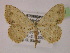  ( - BC ZSM Lep 13217)  @11 [ ] CreativeCommons - Attribution Non-Commercial Share-Alike (2010) Unspecified SNSB, Zoologische Staatssammlung Muenchen