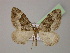  (Xanthorhoe altaAH02Et - BC ZSM Lep 13708)  @13 [ ] CreativeCommons - Attribution Non-Commercial Share-Alike (2010) Unspecified SNSB, Zoologische Staatssammlung Muenchen