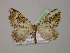  ( - BC ZSM Lep 13712)  @13 [ ] CreativeCommons - Attribution Non-Commercial Share-Alike (2010) Unspecified SNSB, Zoologische Staatssammlung Muenchen