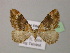  ( - BC ZSM Lep 13713)  @11 [ ] CreativeCommons - Attribution Non-Commercial Share-Alike (2010) Unspecified SNSB, Zoologische Staatssammlung Muenchen