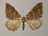  (Xanthorhoe altaAH03Et - BC ZSM Lep 13717)  @14 [ ] CreativeCommons - Attribution Non-Commercial Share-Alike (2010) Unspecified SNSB, Zoologische Staatssammlung Muenchen