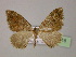  ( - BC ZSM Lep 13718)  @14 [ ] CreativeCommons - Attribution Non-Commercial Share-Alike (2010) Unspecified SNSB, Zoologische Staatssammlung Muenchen