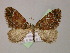  ( - BC ZSM Lep 13719)  @13 [ ] CreativeCommons - Attribution Non-Commercial Share-Alike (2010) Unspecified SNSB, Zoologische Staatssammlung Muenchen