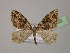  ( - BC ZSM Lep 13722)  @13 [ ] CreativeCommons - Attribution Non-Commercial Share-Alike (2010) Unspecified SNSB, Zoologische Staatssammlung Muenchen