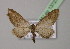  ( - BC ZSM Lep 13727)  @13 [ ] CreativeCommons - Attribution Non-Commercial Share-Alike (2010) Unspecified SNSB, Zoologische Staatssammlung Muenchen