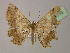  ( - BC ZSM Lep 13733)  @11 [ ] CreativeCommons - Attribution Non-Commercial Share-Alike (2010) Unspecified SNSB, Zoologische Staatssammlung Muenchen