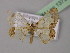  (Zamarada erugatoides - BC ZSM Lep 13736)  @13 [ ] CreativeCommons - Attribution Non-Commercial Share-Alike (2010) Unspecified SNSB, Zoologische Staatssammlung Muenchen