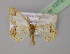  ( - BC ZSM Lep 13737)  @13 [ ] CreativeCommons - Attribution Non-Commercial Share-Alike (2010) Unspecified SNSB, Zoologische Staatssammlung Muenchen