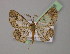  (Zamarada AH02Et - BC ZSM Lep 13738)  @11 [ ] CreativeCommons - Attribution Non-Commercial Share-Alike (2010) Unspecified SNSB, Zoologische Staatssammlung Muenchen