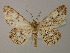  ( - BC ZSM Lep 13740)  @11 [ ] CreativeCommons - Attribution Non-Commercial Share-Alike (2010) Unspecified SNSB, Zoologische Staatssammlung Muenchen