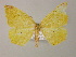  ( - BC ZSM Lep 13743)  @13 [ ] CreativeCommons - Attribution Non-Commercial Share-Alike (2010) Unspecified SNSB, Zoologische Staatssammlung Muenchen