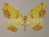  ( - BC ZSM Lep 13744)  @13 [ ] CreativeCommons - Attribution Non-Commercial Share-Alike (2010) Unspecified SNSB, Zoologische Staatssammlung Muenchen