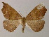  ( - BC ZSM Lep 13753)  @12 [ ] CreativeCommons - Attribution Non-Commercial Share-Alike (2010) Unspecified SNSB, Zoologische Staatssammlung Muenchen