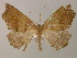  ( - BC ZSM Lep 13754)  @13 [ ] CreativeCommons - Attribution Non-Commercial Share-Alike (2010) Unspecified SNSB, Zoologische Staatssammlung Muenchen