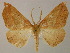  ( - BC ZSM Lep 13755)  @14 [ ] CreativeCommons - Attribution Non-Commercial Share-Alike (2010) Unspecified SNSB, Zoologische Staatssammlung Muenchen
