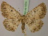  (Oreometra fifaeAH02Et - BC ZSM Lep 13760)  @14 [ ] CreativeCommons - Attribution Non-Commercial Share-Alike (2010) Unspecified SNSB, Zoologische Staatssammlung Muenchen