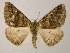  ( - BC ZSM Lep 13763)  @12 [ ] CreativeCommons - Attribution Non-Commercial Share-Alike (2010) Unspecified SNSB, Zoologische Staatssammlung Muenchen