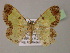  (Zamarada sp. 3Et - BC ZSM Lep 13765)  @13 [ ] CreativeCommons - Attribution Non-Commercial Share-Alike (2010) Unspecified SNSB, Zoologische Staatssammlung Muenchen