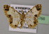  ( - BC ZSM Lep 13766)  @13 [ ] CreativeCommons - Attribution Non-Commercial Share-Alike (2010) Unspecified SNSB, Zoologische Staatssammlung Muenchen