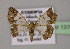  ( - BC ZSM Lep 13768)  @12 [ ] CreativeCommons - Attribution Non-Commercial Share-Alike (2010) Unspecified SNSB, Zoologische Staatssammlung Muenchen