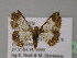  ( - BC ZSM Lep 13769)  @11 [ ] CreativeCommons - Attribution Non-Commercial Share-Alike (2010) Unspecified SNSB, Zoologische Staatssammlung Muenchen