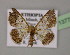  ( - BC ZSM Lep 13770)  @14 [ ] CreativeCommons - Attribution Non-Commercial Share-Alike (2010) Unspecified SNSB, Zoologische Staatssammlung Muenchen