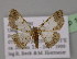 ( - BC ZSM Lep 13771)  @11 [ ] CreativeCommons - Attribution Non-Commercial Share-Alike (2010) Unspecified SNSB, Zoologische Staatssammlung Muenchen