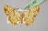  ( - BC ZSM Lep 13778)  @13 [ ] CreativeCommons - Attribution Non-Commercial Share-Alike (2010) Unspecified SNSB, Zoologische Staatssammlung Muenchen