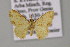  ( - BC ZSM Lep 13779)  @13 [ ] CreativeCommons - Attribution Non-Commercial Share-Alike (2010) Unspecified SNSB, Zoologische Staatssammlung Muenchen