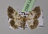  ( - BC ZSM Lep 14727)  @13 [ ] CreativeCommons - Attribution Non-Commercial Share-Alike (2010) Unspecified SNSB, Zoologische Staatssammlung Muenchen