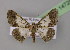  (Zamarada latilimbata - BC ZSM Lep 14728)  @14 [ ] CreativeCommons - Attribution Non-Commercial Share-Alike (2010) Unspecified SNSB, Zoologische Staatssammlung Muenchen