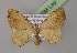  ( - BC ZSM Lep 14729)  @11 [ ] CreativeCommons - Attribution Non-Commercial Share-Alike (2010) Unspecified SNSB, Zoologische Staatssammlung Muenchen